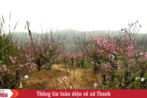 Sắc đào gọi xuân về vùng cao xứ Thanh