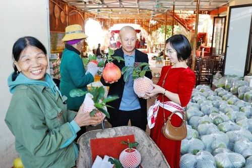 Cận Tết, cam, bưởi tiêu thụ thuận lợi, giá cao