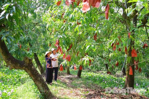 Nông nghiệp xanh là đòn bẩy tăng thu nhập