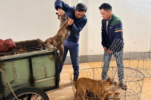 Gia Lai: Khởi tố, tạm giam 6 đối tượng bắt trộm hàng nghìn con chó