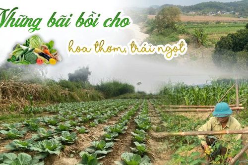 Những bãi bồi cho hoa thơm, trái ngọt