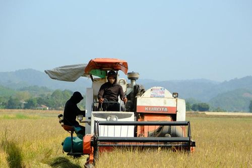 Cát Tiên 3 vào xuân mới với những gam màu khởi sắc