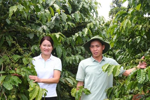 Giọt đắng... trên miền đất 'ngọt'