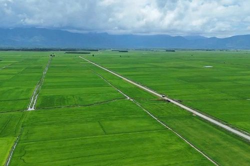 Những đảng viên tiên phong gieo lúa hữu cơ trên vùng đất cằn