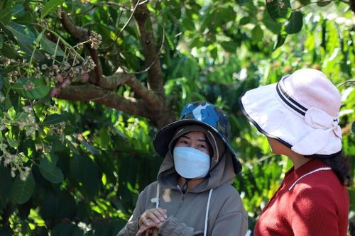 Bản Mông xã Quảng Tân đổi thay, không còn cảnh bán điều non mua gạo