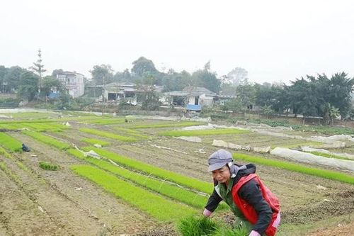 Mùa vàng Hùng Việt