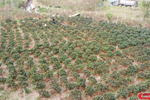 Lóng Phiêng quan tâm phát triển hợp tác xã
