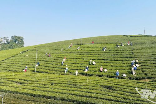Tiềm năng du lịch trải nghiệm vùng chè