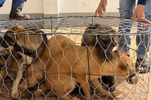 Gia Lai: Khởi tố, tạm giam 6 đối tượng vụ trộm hơn 5.000 con chó