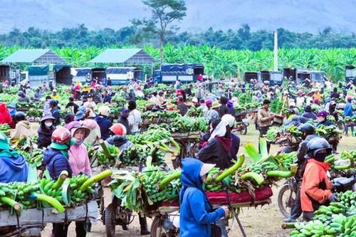 Nhộn nhịp chợ chuối lớn nhất miền Trung cận Tết, không bán lẻ từng buồng