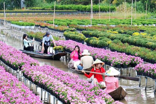 Làng hoa miền Tây 'khoác áo Xuân' rực rỡ