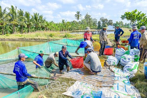 Thêm thu nhập mùa giáp Tết