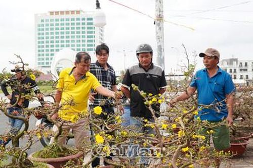 Chợ hoa Tết bắt đầu nhộn nhịp
