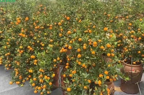 Quất cảnh giá ổn định, đa dạng mẫu mã, quất mini đắt khách