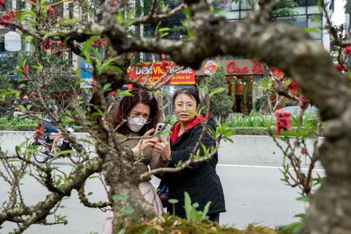 'Siêu phẩm' đào thất thốn trên gỗ lũa, giá thuê đã gần nửa tỷ đồng
