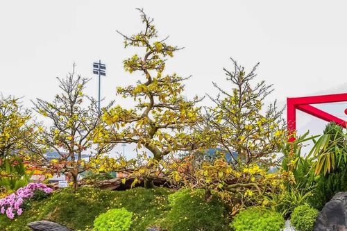 Con thuyền mai vàng 'độc bản' được rao giá kỷ lục