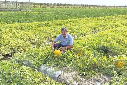 Nông dân trồng dưa hấu Tết ở Vĩnh Long trúng mùa được giá