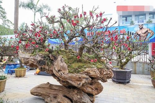 Chiêm ngưỡng đào thất thốn leo gỗ trăm triệu dịp Tết