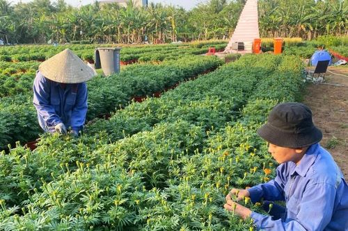 Ươm mầm tri thức từ vườn hoa Đại Thành
