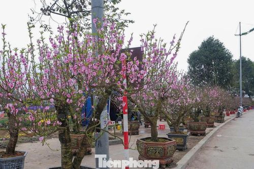 Đào, mai bung nở rộ sớm, tiểu thương 'cắn răng' chặt bỏ cành