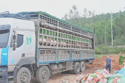 Phát hiện xe tải chở hơn 15 tấn lợn nhiễm dịch tả châu Phi