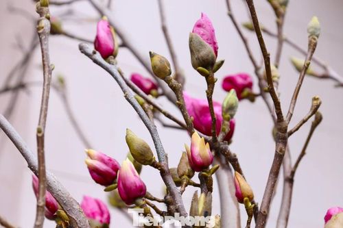Những loại hoa nhìn như cành củi khô 'cạnh tranh' với đào, quất