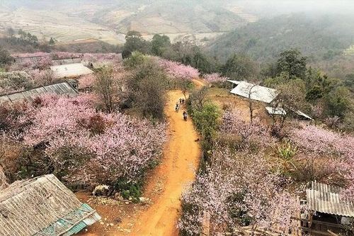 Sắc đào gọi xuân trên đỉnh non cao Lùng Cúng