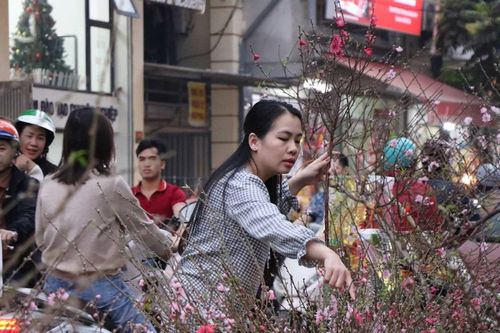 Đào cành mini 'lên ngôi' dịp cận Tết