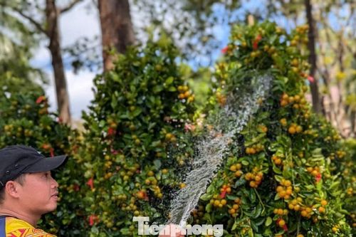 Quất, mai vùng lũ rũ bùn, vượt hàng trăm cây số bung nở giữa đất trời Buôn Ma Thuột