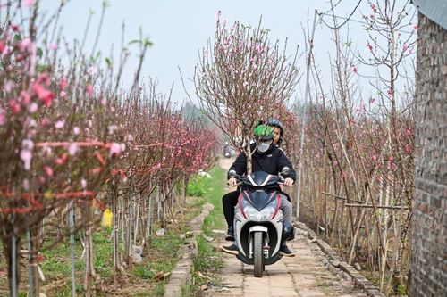 Thị trường hoa Tết 2026: Sức mua giảm, nhà vườn thấp thỏm