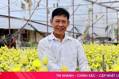Hoa nở đúng vụ, nhà vườn 'hái lộc' mùa Tết