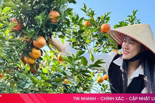 Nông sản 'made in Hà Tĩnh' rộn ràng ra chợ Tết