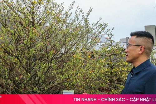 Hoa Tết 'ở trọ' ngày xuân
