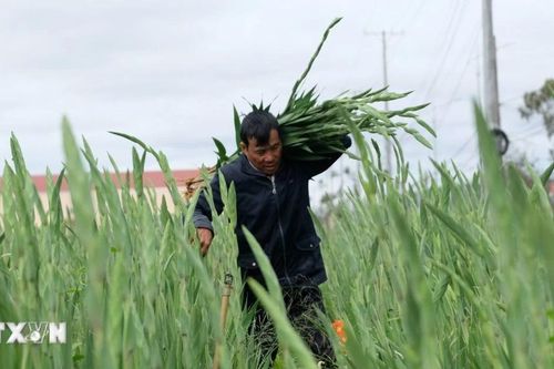 Làng hoa lay ơn lớn nhất Lâm Đồng bội thu vụ Tết