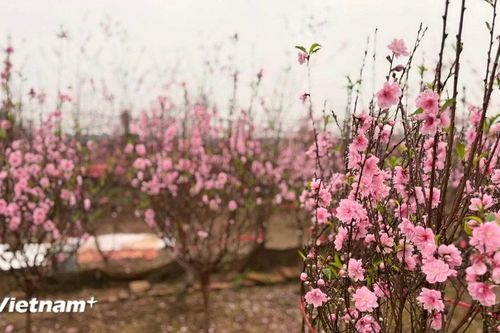 Hà Nội: Chiêm ngưỡng vẻ đẹp mùa Xuân ở vườn Đào Nhật Tân