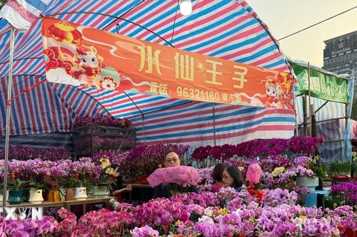 Hương xuân từ chợ hoa Tết tại Hong Kong