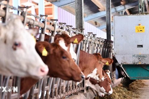 Trung Quốc giảm áp lực thương mại đối với các sản phẩm sữa của EU