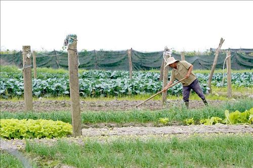 'Vựa rau' lớn của tỉnh Quảng Trị được mùa, mất giá