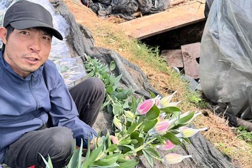 Cận Tết, hoa ly 'nhảy giá' như vàng
