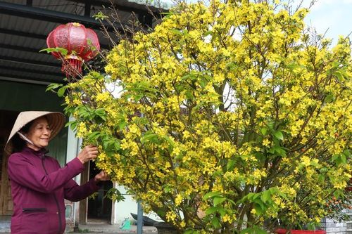 Mai Tết nở sớm: Sắc vàng rực rỡ mà lòng người trĩu nặng