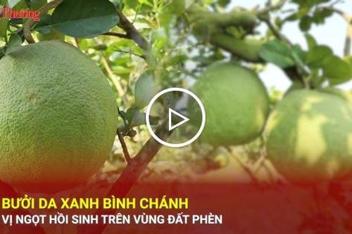 Bưởi da xanh Bình Chánh: Vị ngọt hồi sinh trên vùng đất phèn