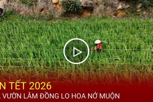 Cận Tết 2026, nhà vườn Lâm Đồng lo hoa nở muộn
