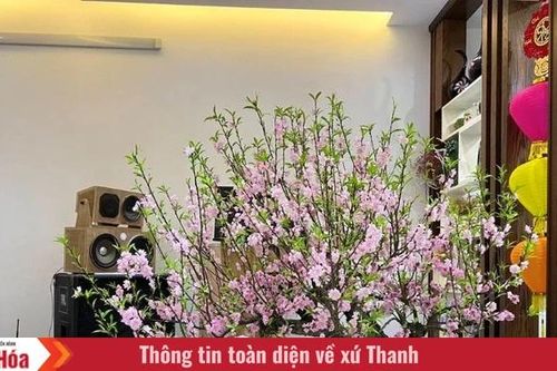 Thuê đào chơi Tết - từ thú chơi sang xu hướng tiêu dùng mới