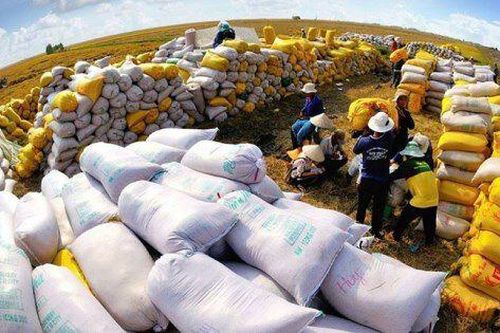 Xuất khẩu gạo hạ nhiệt: Doanh nghiệp phân hóa lợi nhuận, cuộc chơi chuyển sang chất lượng