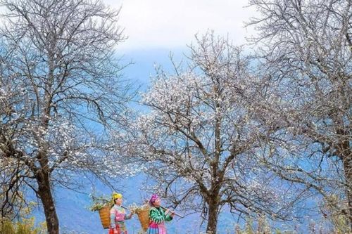 Sơn La: Khám phá Nậm Nghẹp - 'thủ phủ' hoa sơn tra trắng trời Tây Bắc