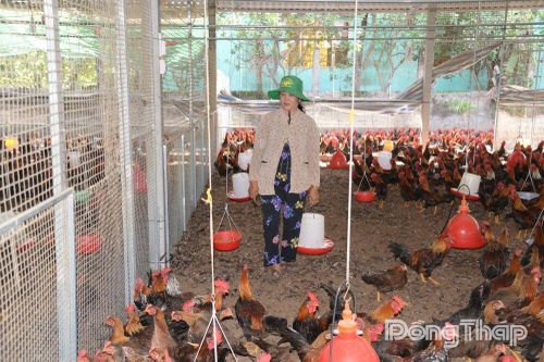 Đảm bảo nguồn cung gia súc, gia cầm phục vụ tết