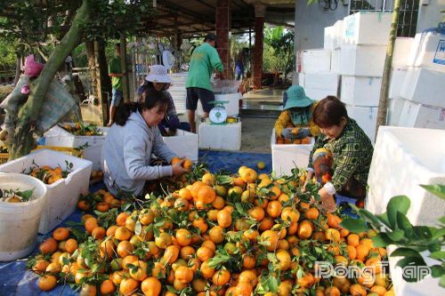 Xã Hòa Long: Phát huy giá trị cây quýt hồng theo hướng bền vững