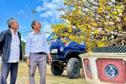 Lễ hội Mai vàng An Nhơn Đông 2026 mở rộng quy mô, kéo dài xuyên Tết