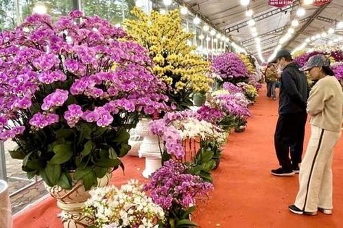 Rực rỡ sắc hoa xuân đón Tết