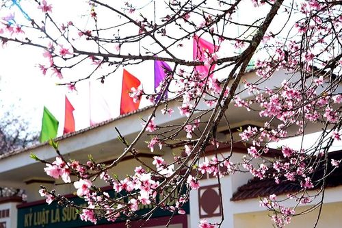 Sắc hoa thắm gọi xuân về